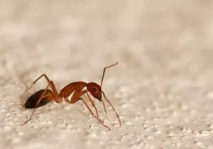 家中发现红火蚁 该怎么办 上海凯迈生物科技有限公司