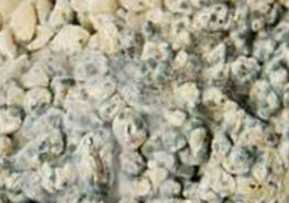 饲料袋内有团状小霉块