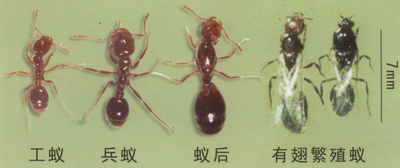 红火蚁的种群结构