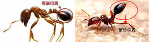 红火蚁毒螯毒囊