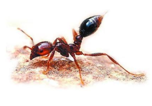 红火蚁的形态