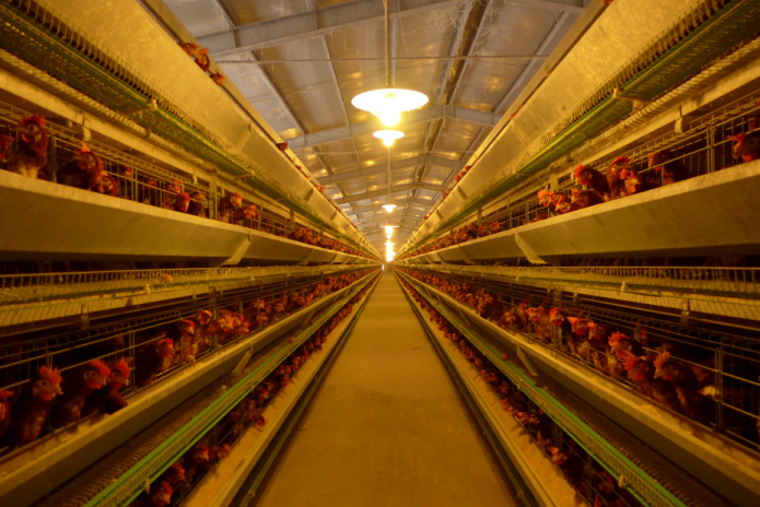 臻光彩系列LED灯养鸡场内部实景图